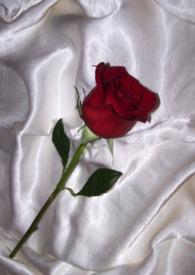 和联姻对象做炮友（1v1 h）